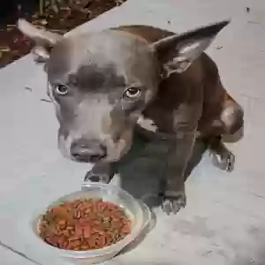 found female dog unknown