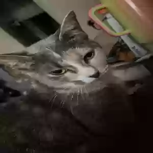 lost female cat ember