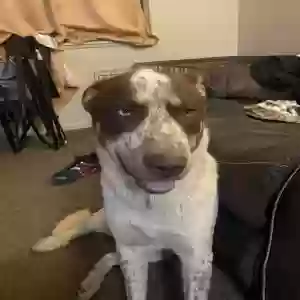 lost male dog ace