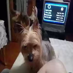 lost female dog little girl