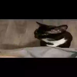 lost male cat handsome