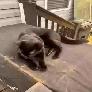 lost male cat moji