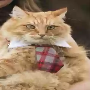 lost male cat morris