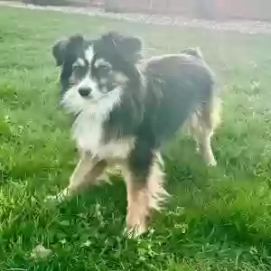 lost male dog kikko