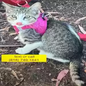 lost female cat lola