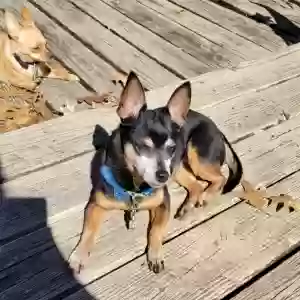lost female dog tinks