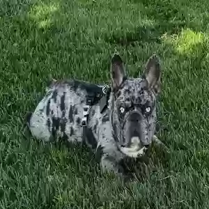 lost male dog tygrr