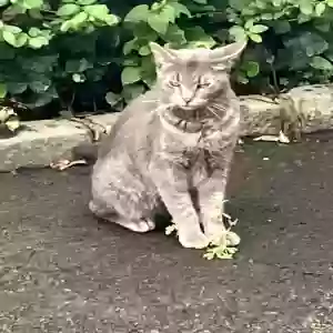 found unknown cat unknown