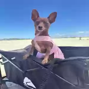 lost female dog bebe