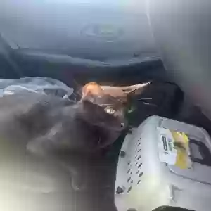 lost male cat salem
