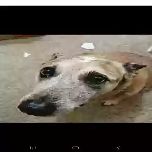lost female dog rechelle 