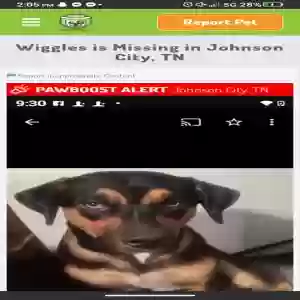 lost male dog wiggles