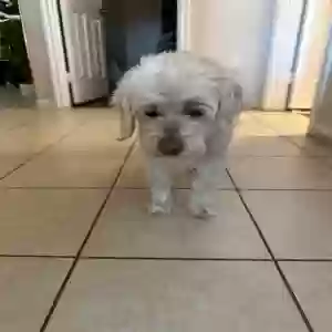 lost female dog billo