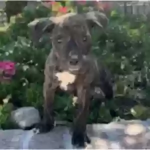 lost male dog jack