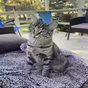 lost female cat misty