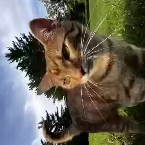 lost female cat nala