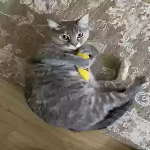 lost female cat lil' bit