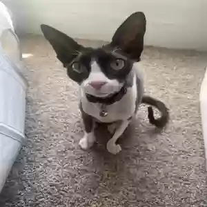 lost female cat gus