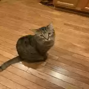 lost male cat misha