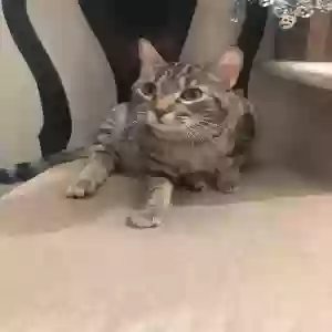 lost female cat lexi