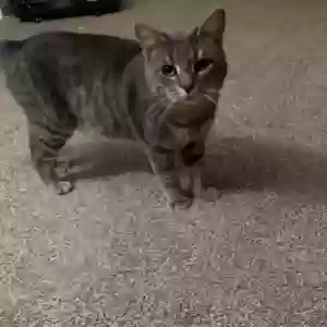 lost male cat sir cuddles or luey