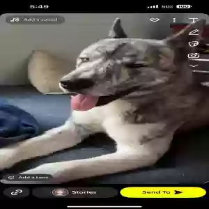lost male dog bruno