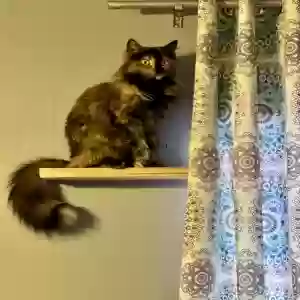 lost female cat annie