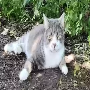 lost male cat jack