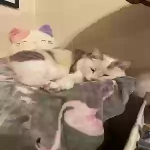 lost female cat huckleberry