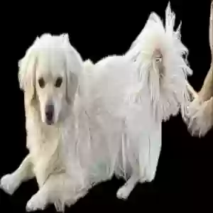 lost male dog boo