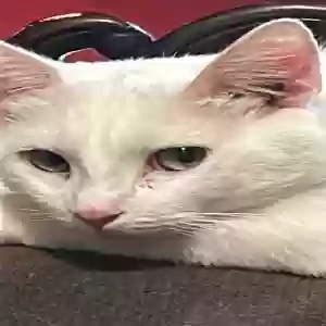 lost male cat q-tip