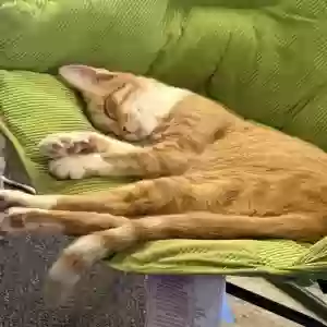 lost female cat pumpkin