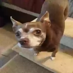 lost female dog mia