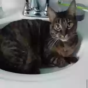 lost female cat polly