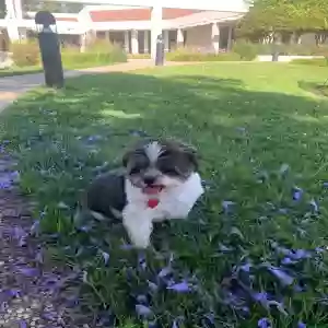 lost female dog unknown