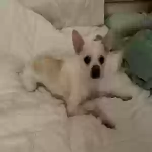 lost male dog snow