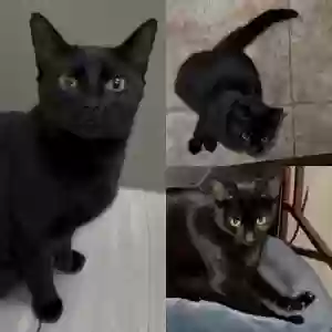 lost female cat opi