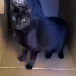 lost male cat nightfall