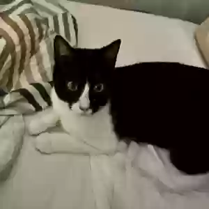lost male cat jupiter bug