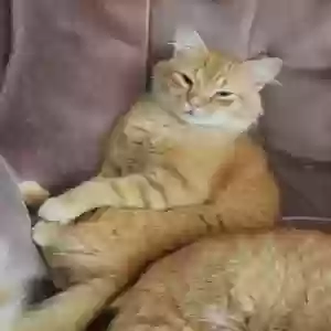 lost male cat stanley