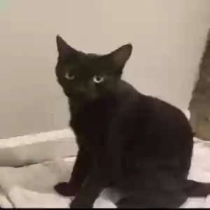 lost female cat suki