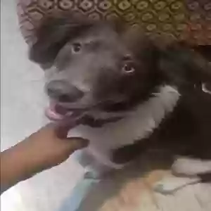 lost male dog shiloh