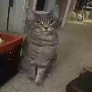 lost male cat mateo