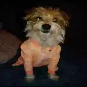 lost female dog cookie