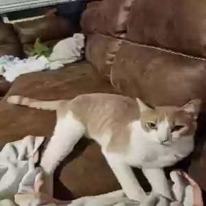 lost male cat oasis (kitty/ oh)