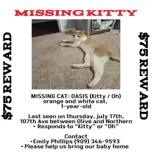 lost male cat oasis/kitty/oh