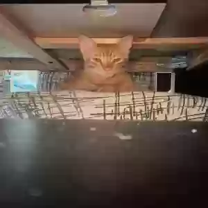 lost male cat mufasa