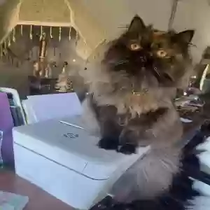 lost female cat cinnamon