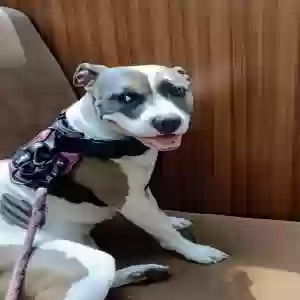 lost female dog lil mama