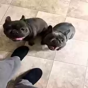 lost male dog yoda